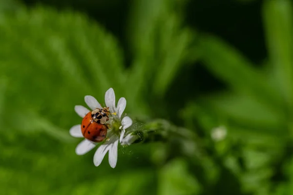 Marienkäfer Sitzt Auf Einer Weißen Blüte Roter Käfer Mit Schwarzen — Stockfoto