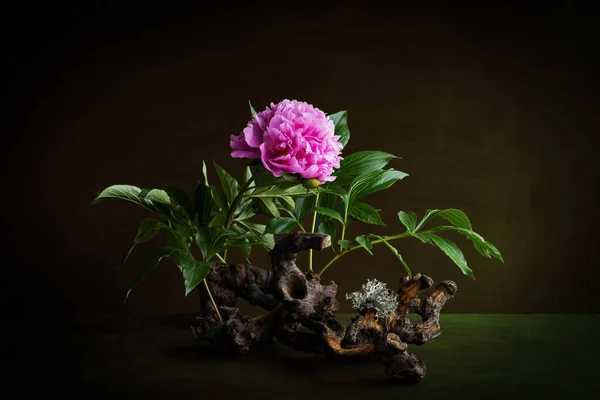 Flower composition. Peony pink on a tree snag. Peony (lat. Paenia) is a genus of herbaceous perennials and deciduous shrubs (tree peonies). The only genus of the peony family (Paeoniaceae).