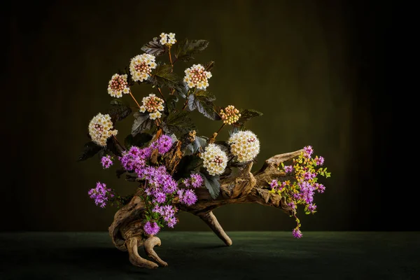 Ikebana Spirea Blüht Physocarpus Opulifolius Diablo Dor Einem Baumstamm Thymianblüten — Stockfoto