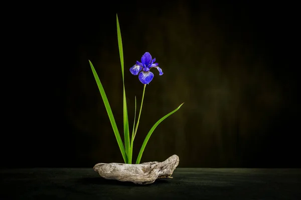 Phytodesign. iris flower on a snag. Minimalist flower arrangement. iris. Iris reticulata.