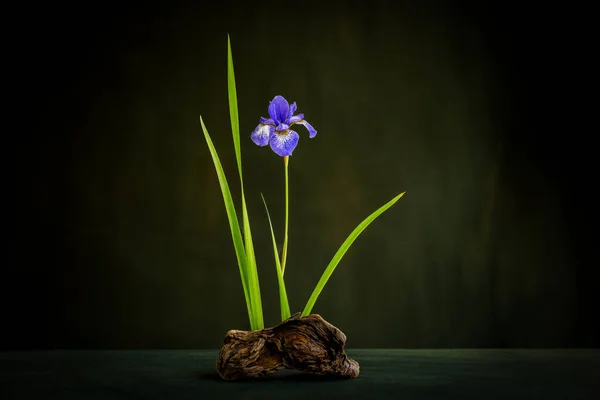 Ikebana. Iris flower on a snag. Minimalist flower arrangement. Iridaceae. Iris reticulata.