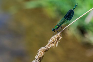 Yusufçuk Calopteryx ihtişamı nehir kıyısındaki kuru bir çimlerin üzerinde oturur..