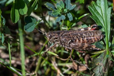 Kahverengi bir çekirge otların arasındaki bir açıklıkta oturur..