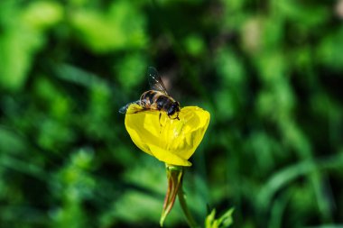 Bir dron sarı bir çiçeğin nektarını toplar..