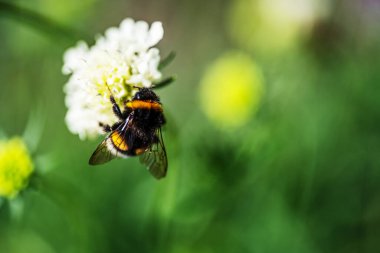 Bir yaban arısı beyaz bir çiçekte nektar toplar. Bomba. Apidae.