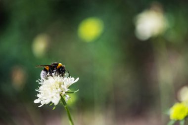 Bir yaban arısı beyaz bir çiçeğe oturur ve nektar toplar..