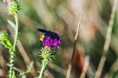 Bir eşek arısı vahşi bir tarlada çiçeklerin nektarını toplar..