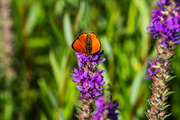 stock image Butterfly Lycaena dispar collects nectar on pink flowers on the river bank.