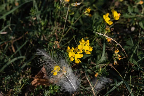 Weightless feather on yellow flowers. Romance. Tenderness. Calm.