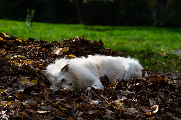 Witte Hond Slaapt Herfstbladeren — Stockfoto