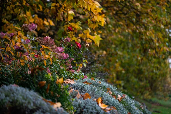 Autumn Park Yellow Leaves Lavender Dew — Stock Photo, Image