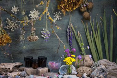 Phyto kompozisyonu. Bitkisel ilaçlar. Merhem yapıyorum. Vahşi çiçeklerle dolu bir hayat. Laboratuvar camları. İlaç bitkileri. Yabani çiçekler. Çiçek kozmetikleri. Eczacılık. Lthyrus pratnsisLthyrus sy