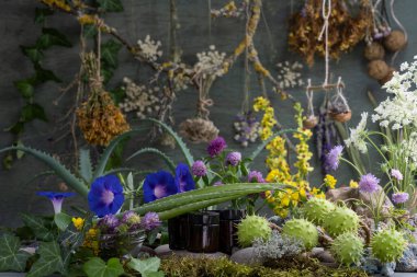 Lyrus pratnsis. Lyrus Sylvstris. Vicia cracca. Trifolium rubens. Hypericum.Knutia. Achillea millefolium. Lavandula. Daucus arota. Ipomoea. Konvolvulaceae. Aloe. Asphodelaceae. Aesculus hipocastanum