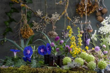 Lyrus pratnsis. Lyrus Sylvstris. Vicia cracca. Trifolium rubens. Hypericum.Knutia. Achillea millefolium. Lavandula. Daucus arota. Ipomoea. Konvolvulaceae. Aloe. Asphodelaceae. Aesculus hipocastanum