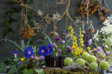 Lyrus pratnsis. Lyrus Sylvstris. Vicia cracca. Trifolium rubens. Hypericum.Knutia. Achillea millefolium. Lavandula. Daucus arota. Ipomoea. Konvolvulaceae. Aloe. Asphodelaceae. Aesculus hipocastanum