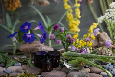 Lyrus pratnsis. Lyrus Sylvstris. Vicia cracca. Trifolium rubens. Hypericum.Knutia. Achillea millefolium. Lavandula. Daucus arota. Ipomoea. Konvolvulaceae. Aloe. Asphodelaceae. Aesculus hipocastanum