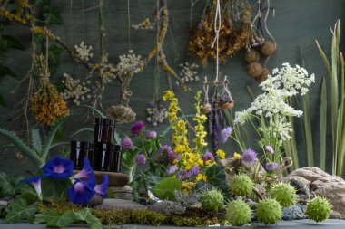 Lyrus pratnsis. Lyrus Sylvstris. Vicia cracca. Trifolium rubens. Hypericum.Knutia. Achillea millefolium. Lavandula. Daucus arota. Ipomoea. Konvolvulaceae. Aloe. Asphodelaceae. Aesculus hipocastanum