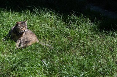 Kedi tetikte. Yeşil çimenlikteki kedi.