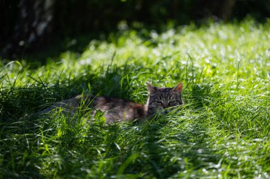 Kedi bahçedeki yerini koruyor. Yeşil çimenlikteki kedi.