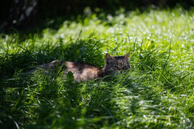 Kedi çimlerin üzerinde uzanıyor. Yeşil çimenlikteki kedi.