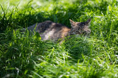 Kedi gölgede kestiriyor. Yeşil çimenlikteki kedi.