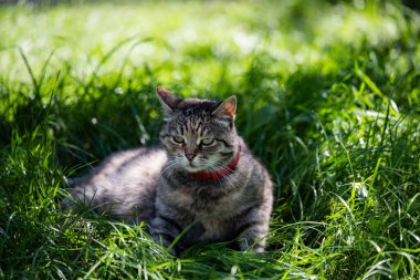 Kedi onun bölgesine dikkatlice bakar. Yeşil çimenlikteki kedi.