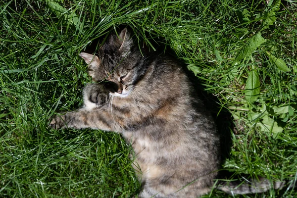 猫は日当たりの良い牧草地に潜んでいる グリーン — ストック写真