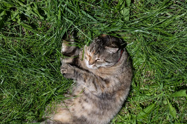 Kedi Güneşli Bir Çayırda Uyuyor Yeşil Çimenlikteki Kedi — Stok fotoğraf