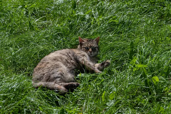 Die Katze Wachte Auf Katze Auf Grünem Rasen — Stockfoto