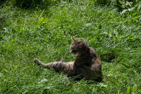 Gato Limpia Piel Gato Césped Verde — Foto de Stock