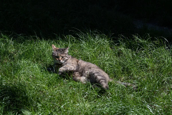 Γάτα Είναι Επιφυλακή Γάτα Πράσινο Γρασίδι — Φωτογραφία Αρχείου