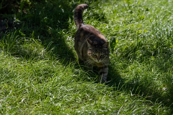 Γάτα Προχωράει Μπροστά Γάτα Πράσινο Γρασίδι — Φωτογραφία Αρχείου