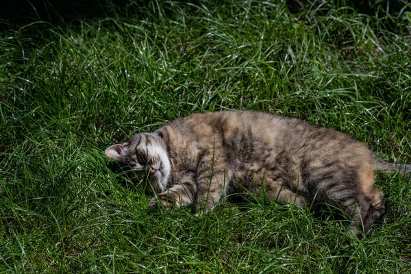 Кошка Довольна Кошка Зеленой Лужайке — стоковое фото