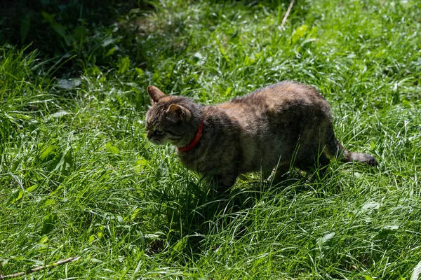 Kedi Kediyi Gördü Yeşil Çimenlikteki Kedi — Stok fotoğraf