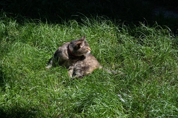 Γάτα Είναι Προσεκτική Γάτα Πράσινο Γρασίδι — Φωτογραφία Αρχείου