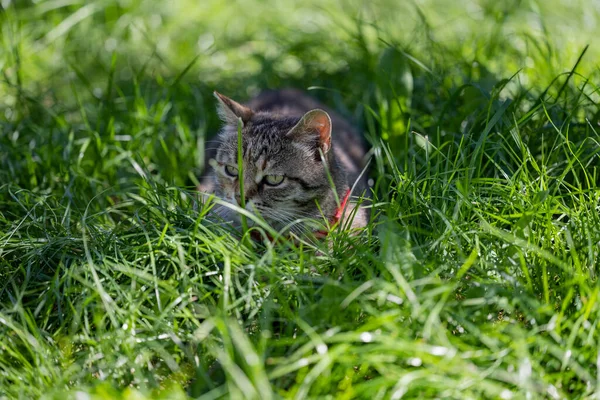 Kočka Vypadá Líně Cat Green Lawwn — Stock fotografie
