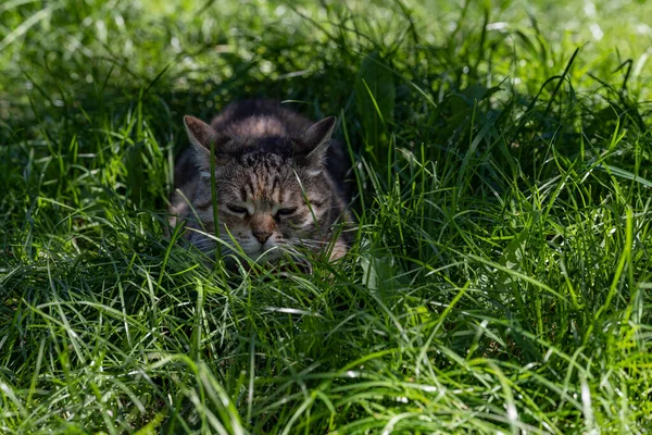 Katten Indsnævrede Sine Øjne Cat Grøn Græsplæne - Stock-foto