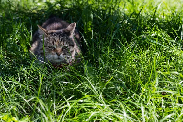 Die Katze Ist Ruhig Katze Auf Grünem Rasen — Stockfoto