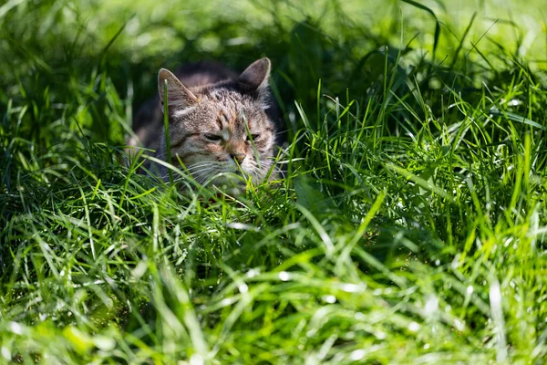 Γάτα Ονειρεύεται Γάτα Πράσινο Γρασίδι — Φωτογραφία Αρχείου