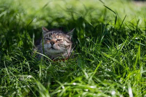 Macska Árnyékban Sütkérezik Macska Zöld Gyepen — Stock Fotó