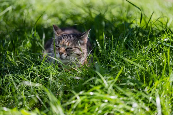 Кошка Полуденный Сон Кошка Зеленой Лужайке — стоковое фото