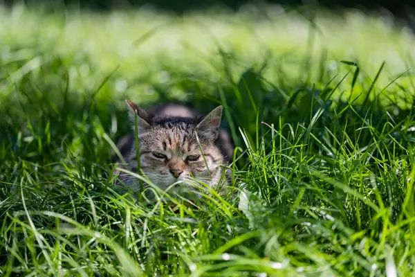 Die Katze Wartet Auf Das Abendessen Katze Auf Grünem Rasen — Stockfoto
