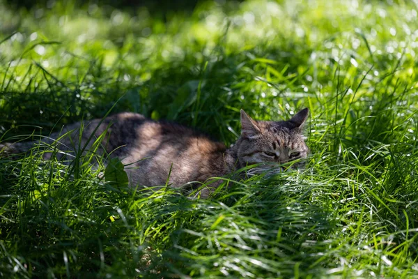 Cat on a hot day. Cat on a green lawn.