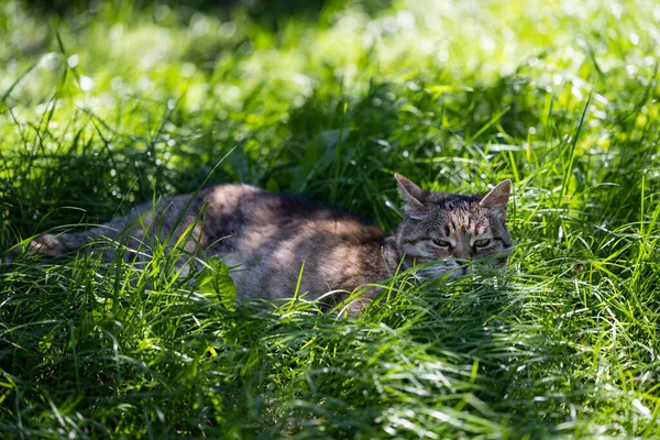 Katze Mittag Katze Auf Grünem Rasen — Stockfoto
