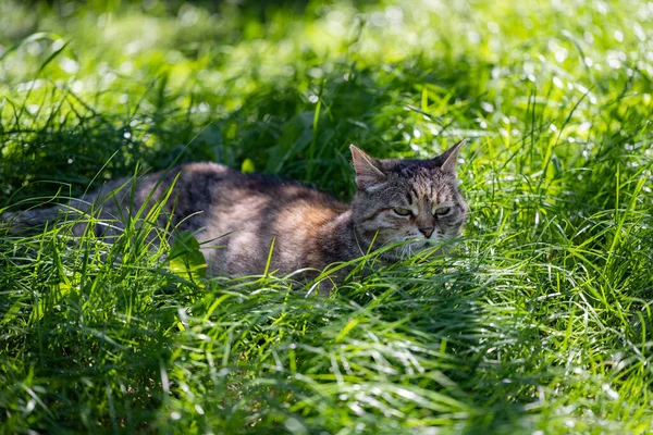 Die Katze Wartet Auf Die Katze Katze Auf Grünem Rasen — Stockfoto