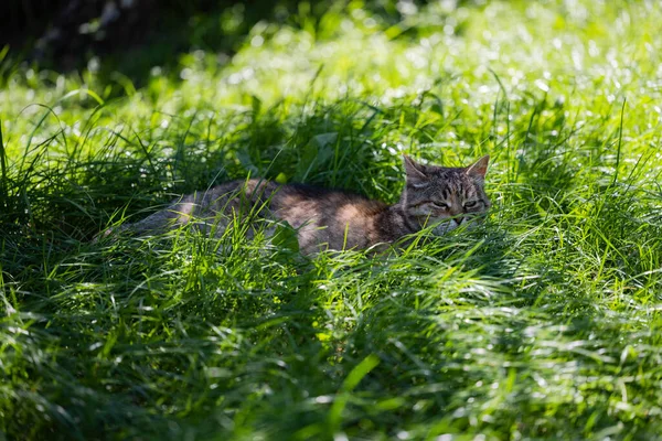 Die Katze Genießt Warme Tage Katze Auf Grünem Rasen — Stockfoto