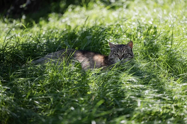 Die Katze Liegt Garten Katze Auf Grünem Rasen — Stockfoto