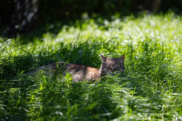Кошка Лежит Засаде Кошка Зеленой Лужайке — стоковое фото