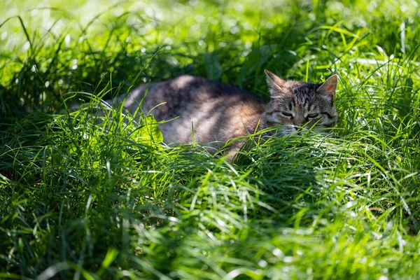 Die Katze Versteckte Sich Gras Katze Auf Grünem Rasen — Stockfoto