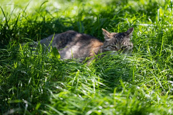The cat is napping in the shade. Cat on a green lawn.